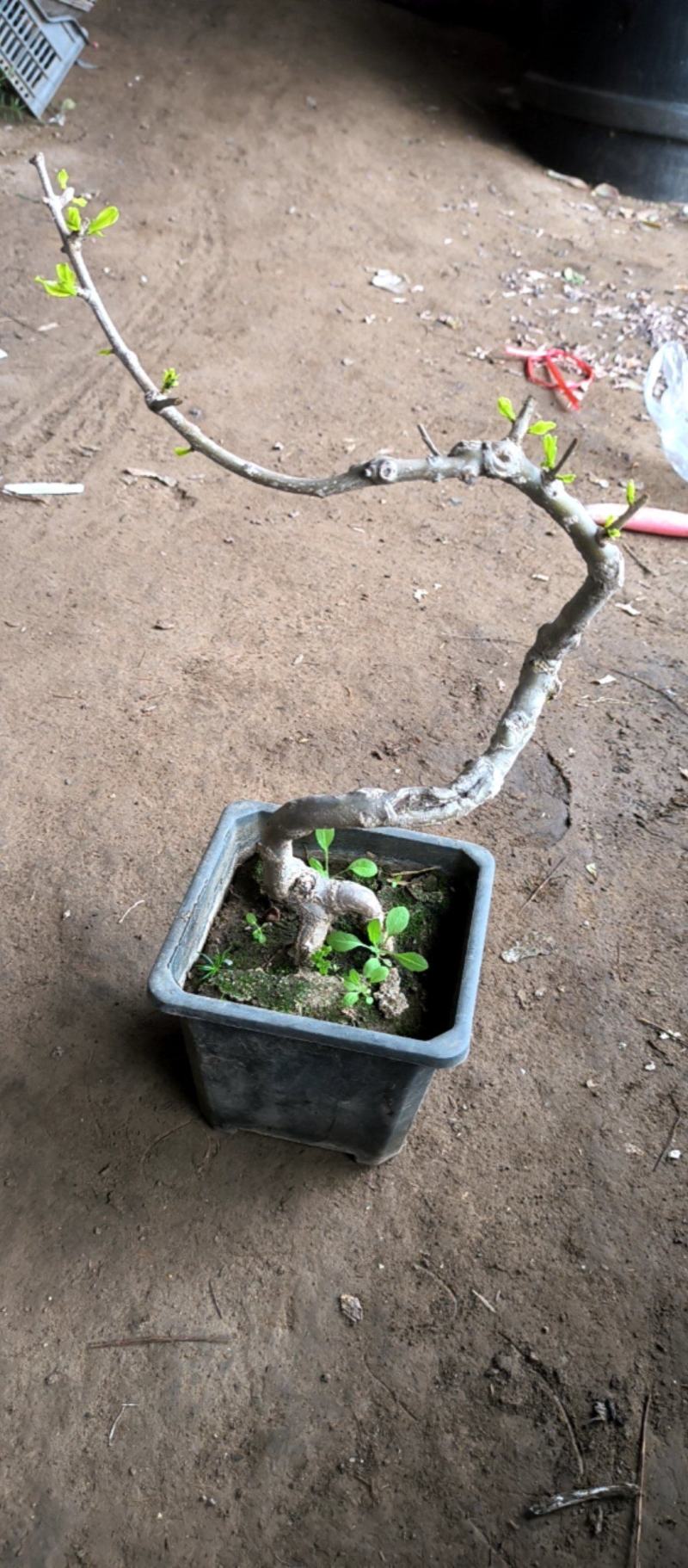 精品籽播花石榴