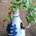 精品籽播花石榴
