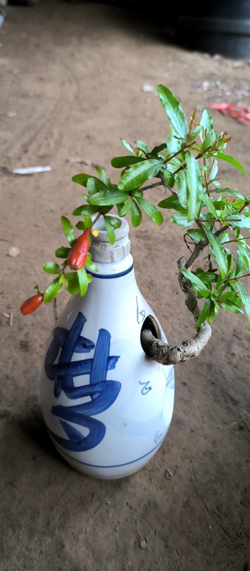 精品籽播花石榴