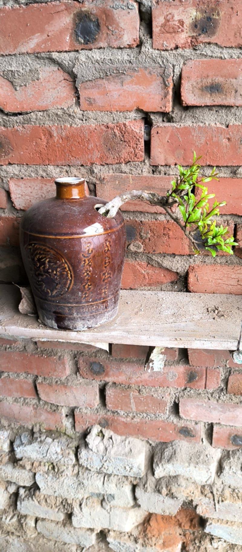 精品籽播花石榴