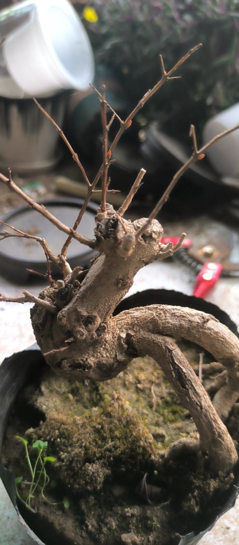 精品籽播花石榴