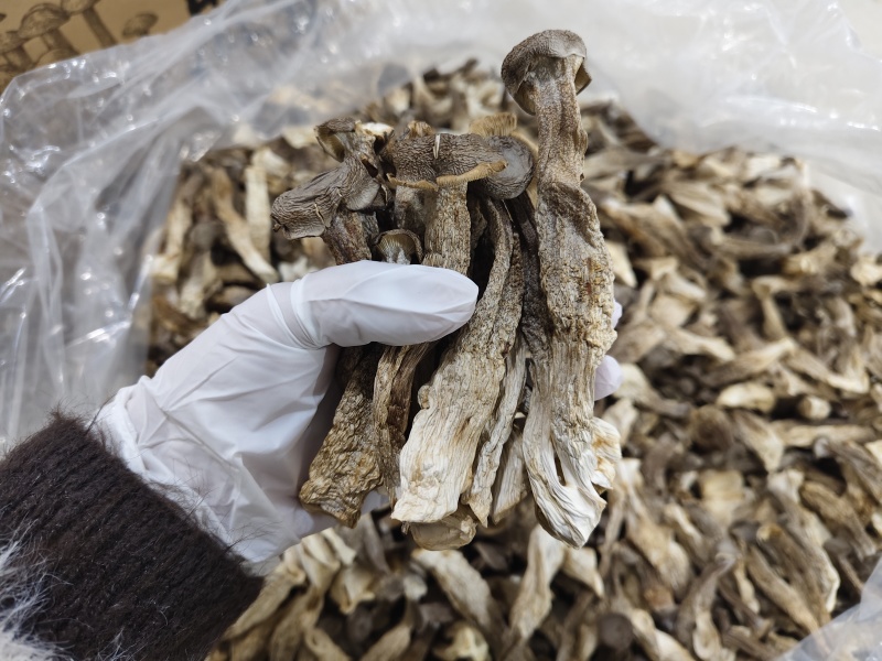 古田鹿茸菇(贵旺）(品品鲜）(如意情）一件代发实力工厂
