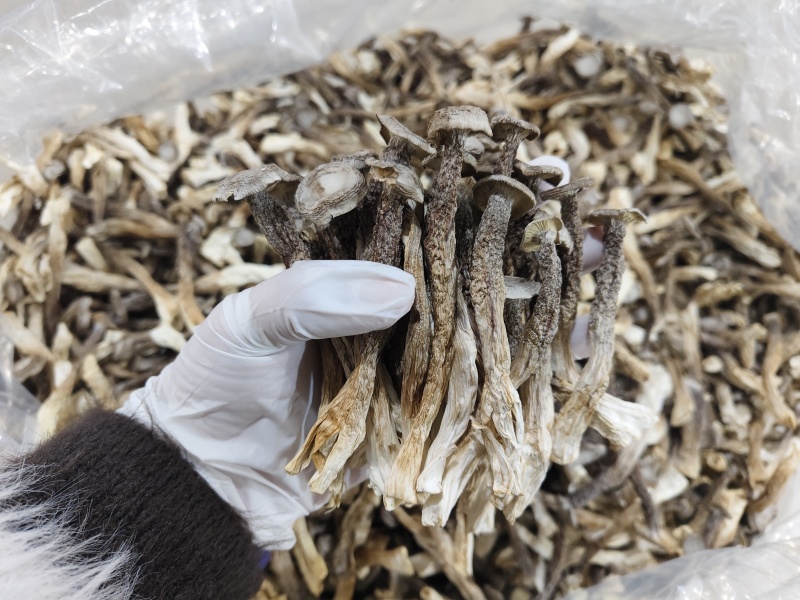 古田鹿茸菇(贵旺）(品品鲜）(如意情）一件代发实力工厂
