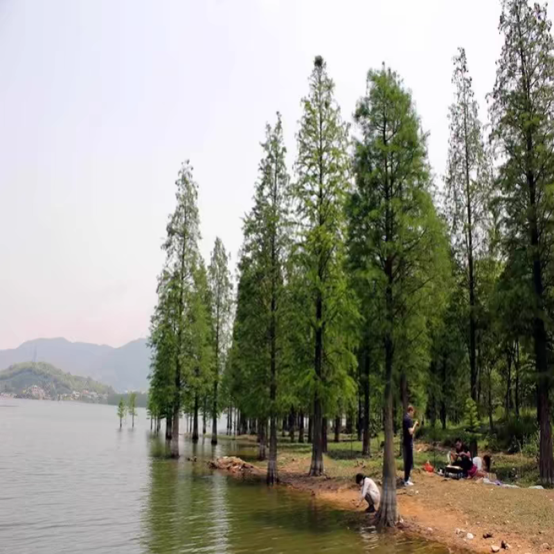 水松苗水杉树落羽杉池杉树苗河边道路农田占地护坡四季常绿杉