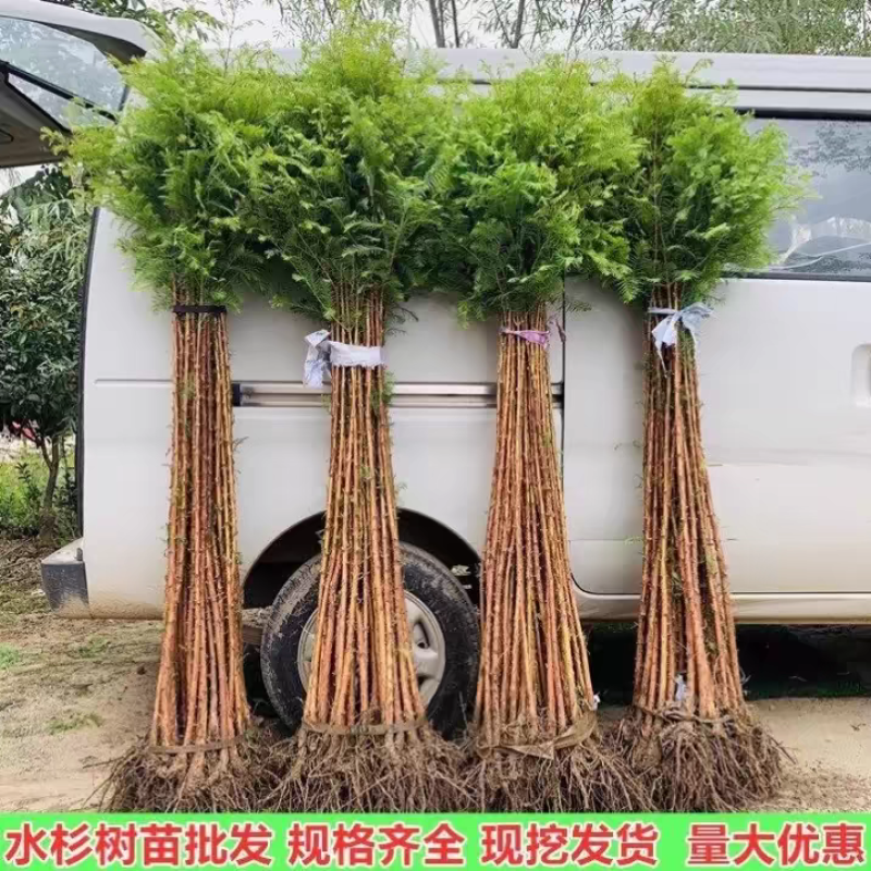 水松苗水杉树落羽杉池杉树苗河边道路农田占地护坡四季常绿杉