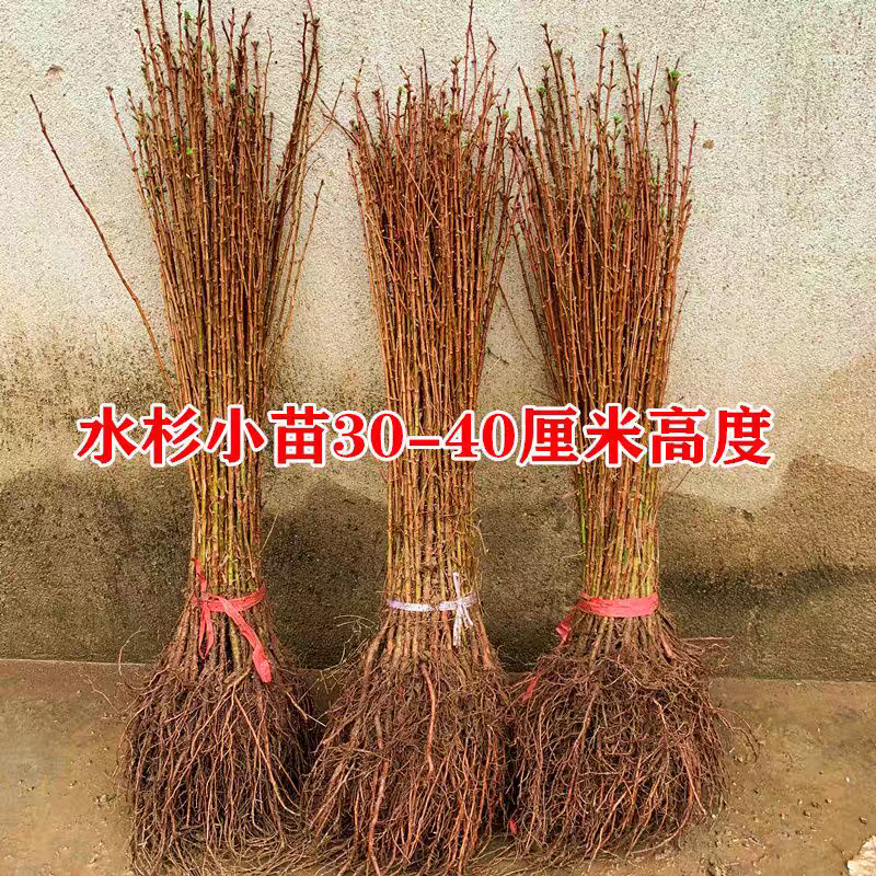 水松苗水杉树落羽杉池杉树苗河边道路农田占地护坡四季常绿杉