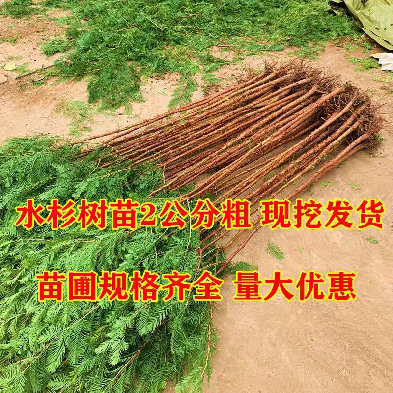 水松苗水杉树落羽杉池杉树苗河边道路农田占地护坡四季常绿杉