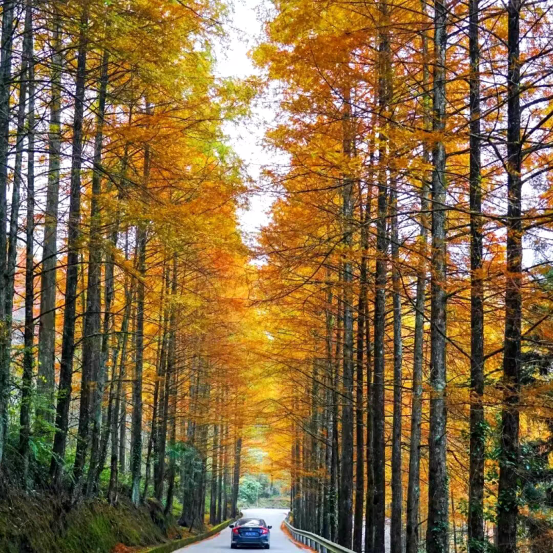 水松苗水杉树落羽杉池杉树苗河边道路农田占地护坡四季常绿杉
