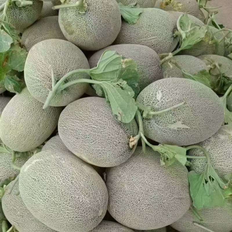 哈密的哈密瓜