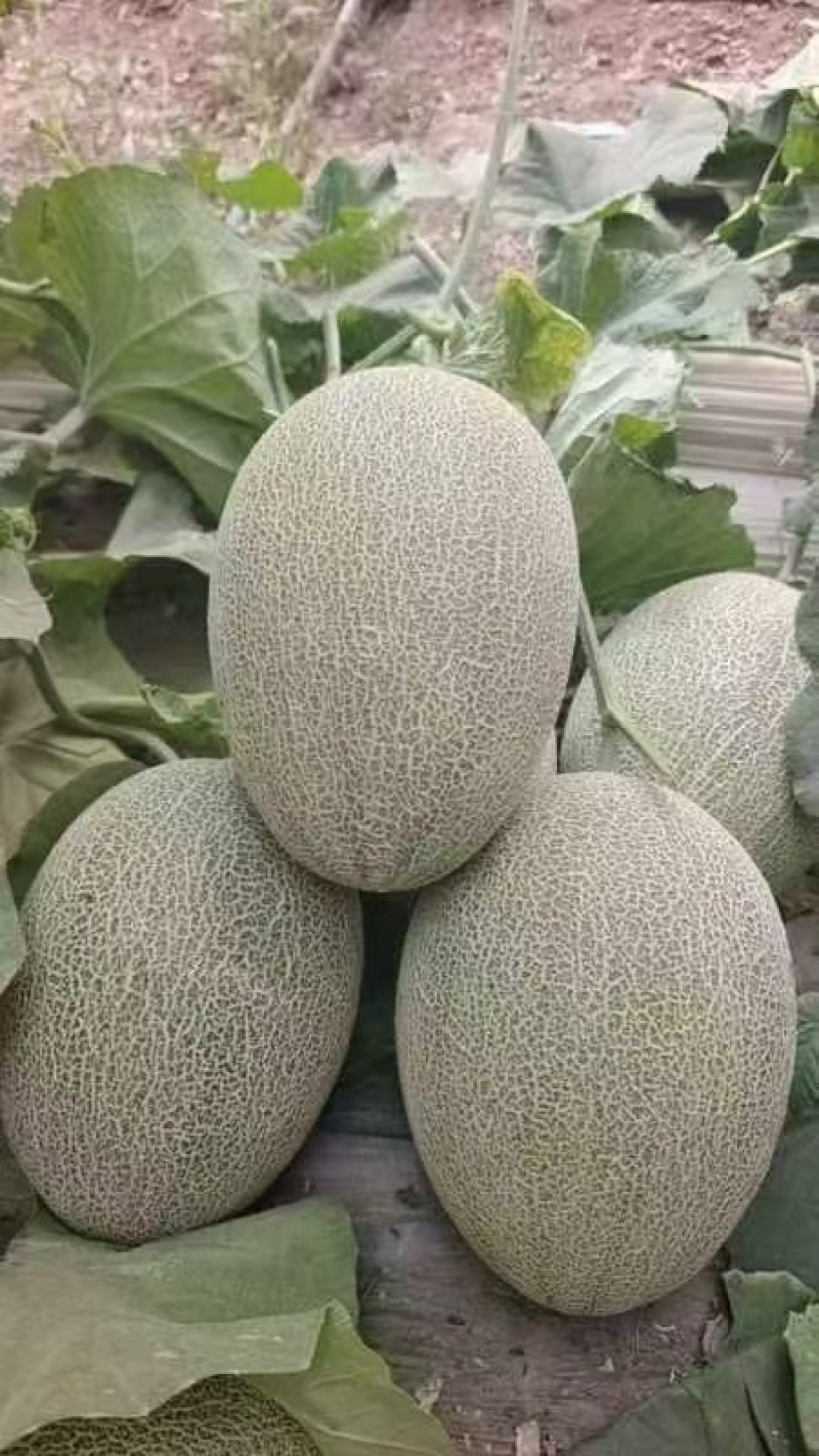 哈密的哈密瓜
