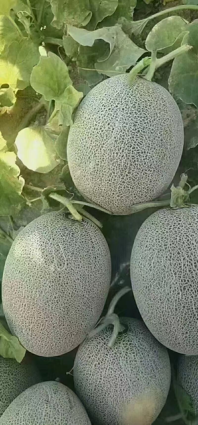 哈密的哈密瓜