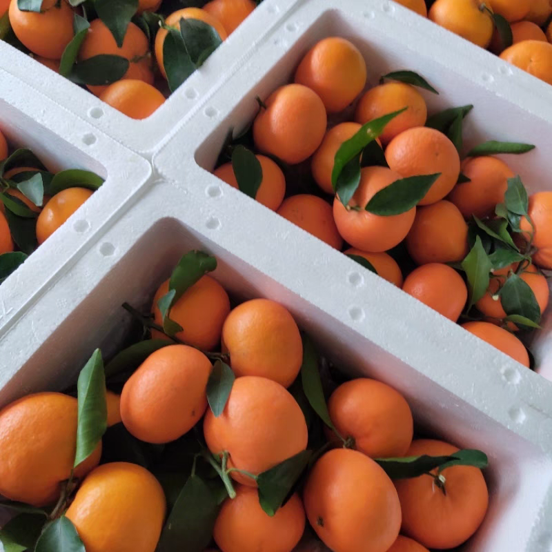广西沃柑/电商一件代发/产地直发/武鸣沃柑/橘子/橙子
