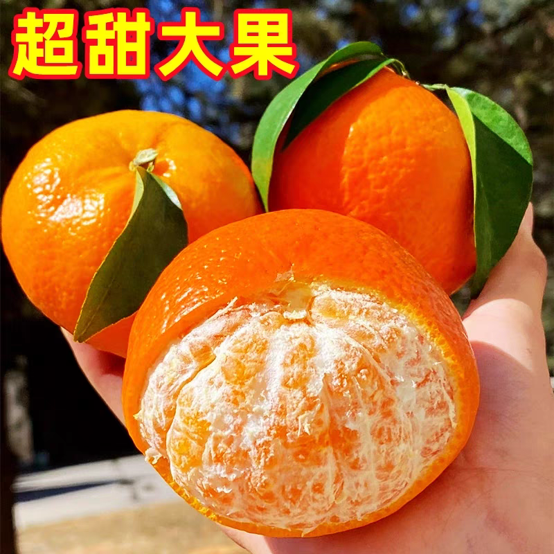 广西沃柑/电商一件代发/产地直发/武鸣沃柑/橘子/橙子