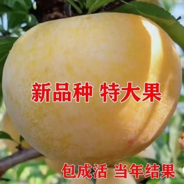 晚熟金秋晚脆李比蜂糖李还好吃自花授粉坐果率高，产量高