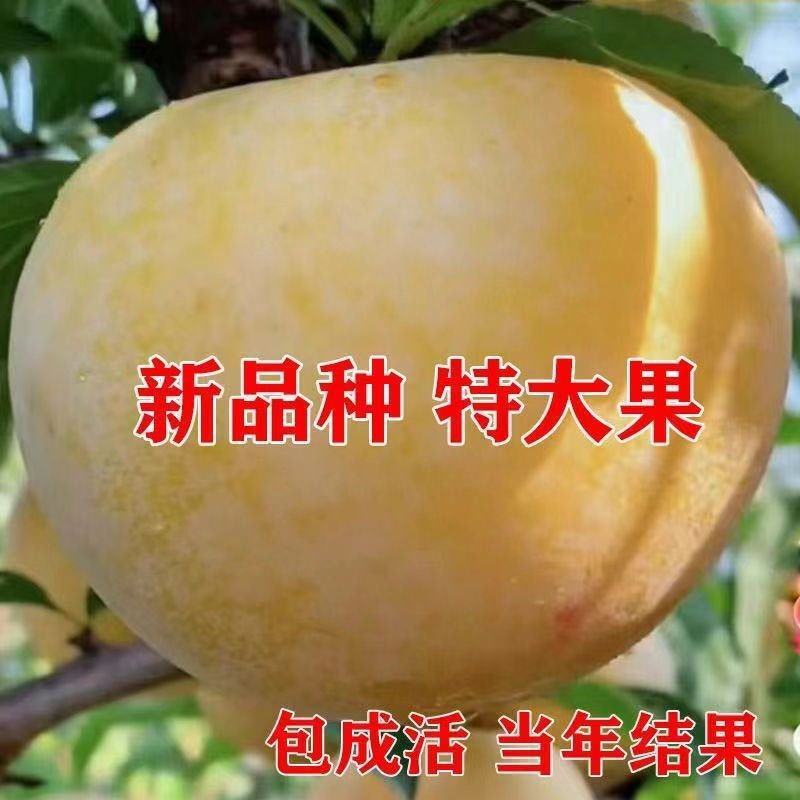 晚熟金秋晚脆李比蜂糖李还好吃自花授粉坐果率高，产量高