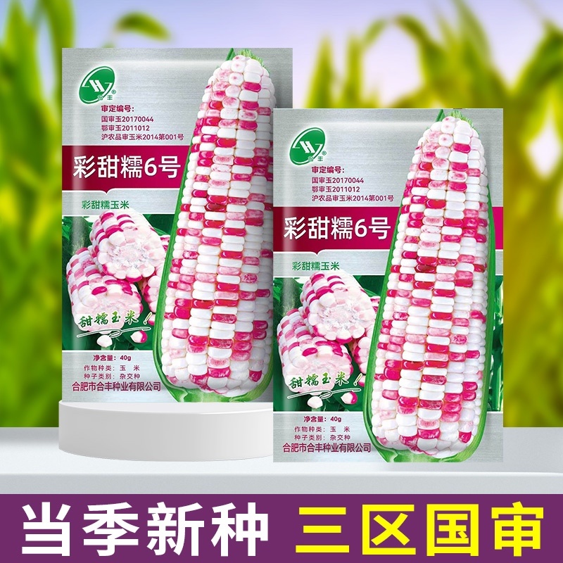彩甜糯6号-彩玉米种子大棒筒型籽粒饱满甜糯可口
