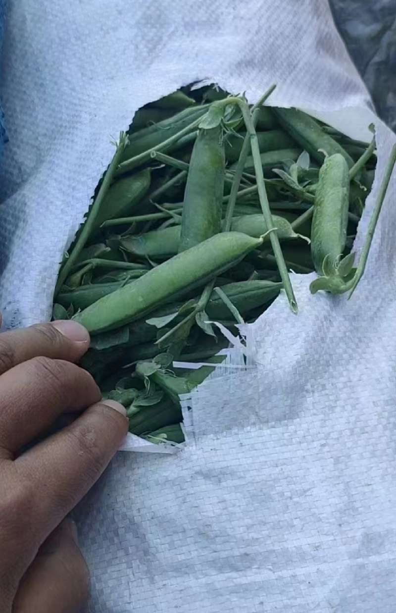 青豌豆，产地直发，人工挑选，质量保证，信誉商家，