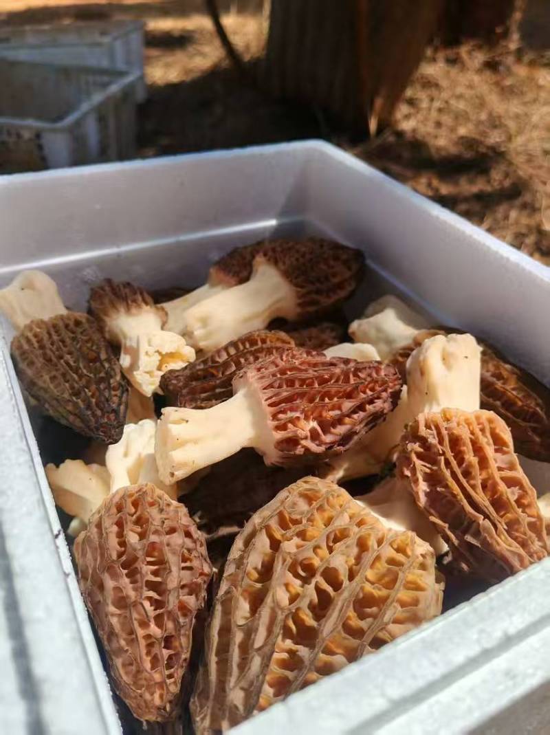 云南菱角乡直供新鲜羊肚菌，天然珍品，今日现采现发！