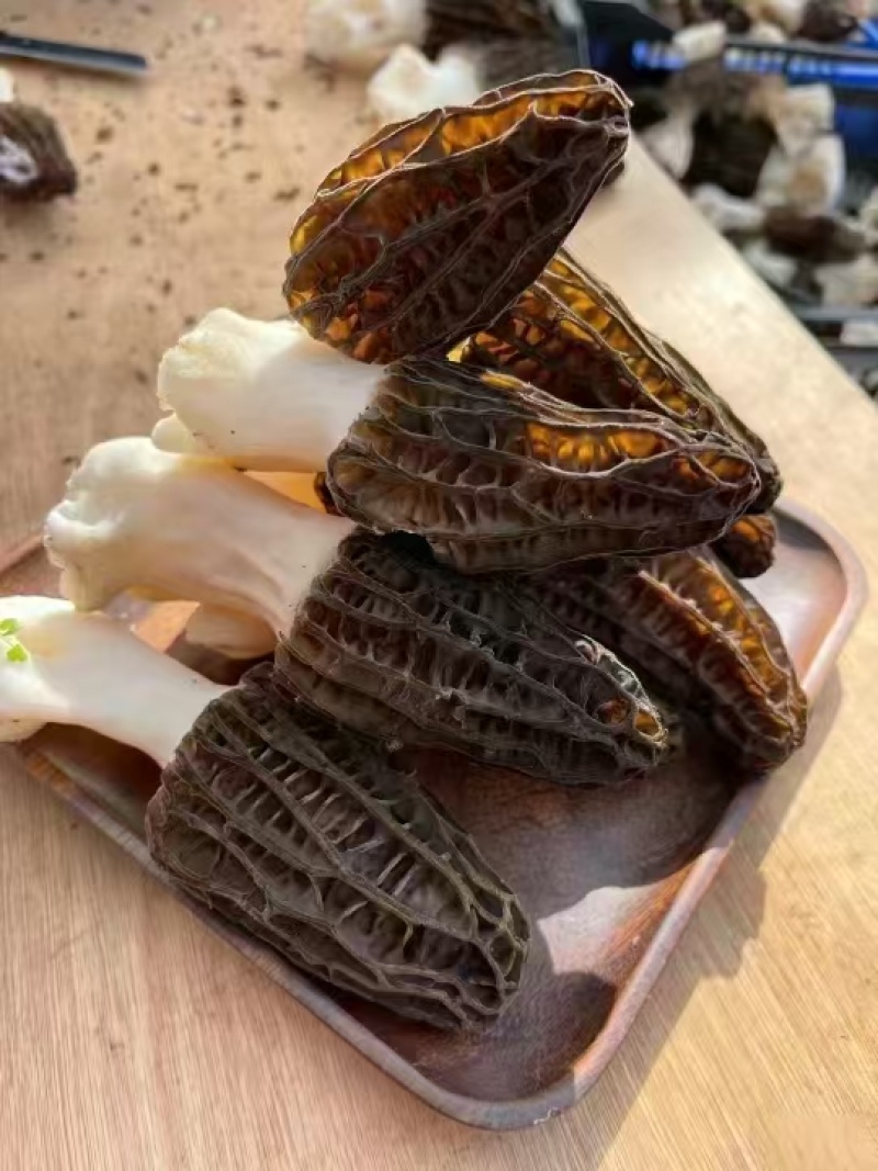 云南菱角乡直供新鲜羊肚菌，天然珍品，今日现采现发！