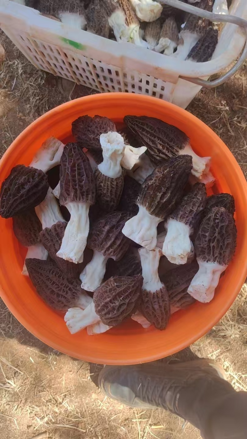 云南菱角乡直供新鲜羊肚菌，天然珍品，今日现采现发！