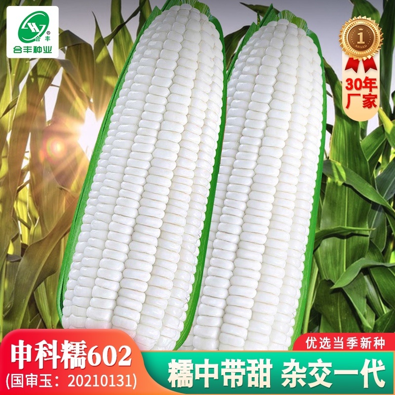 申科糯玉米602种子，糯中带甜，高叶酸，非转基因杂交一代