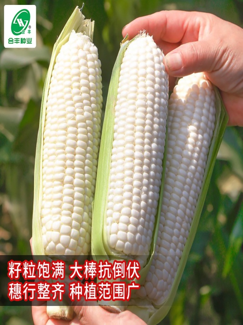 申科糯玉米602种子，糯中带甜，高叶酸，非转基因杂交一代