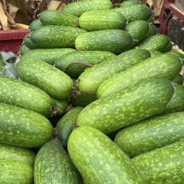 新鲜上市搭架毛节瓜