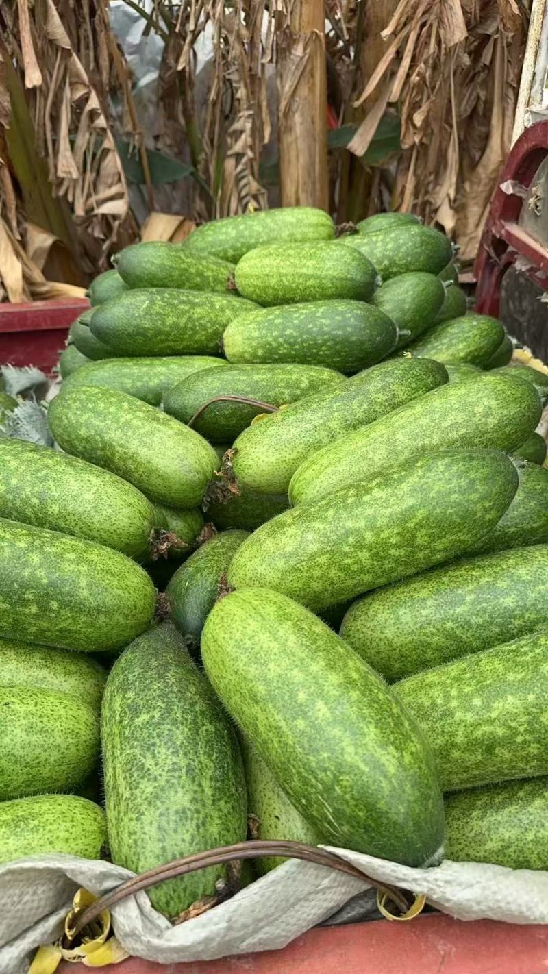 新鲜上市搭架毛节瓜