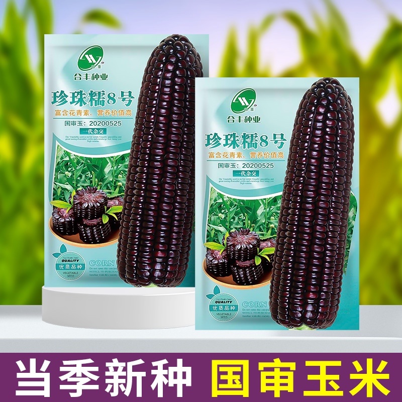 珍珠糯玉米8号黑玉米种子，糯中带甜，一代杂交种子