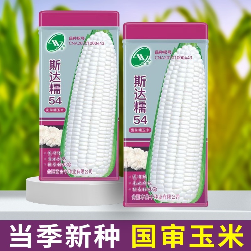 斯达糯玉米54-白甜糯玉米种子杂交早熟高产甜糯