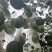 福建青枣牛奶枣台湾蜜枣雪梨脆蜜