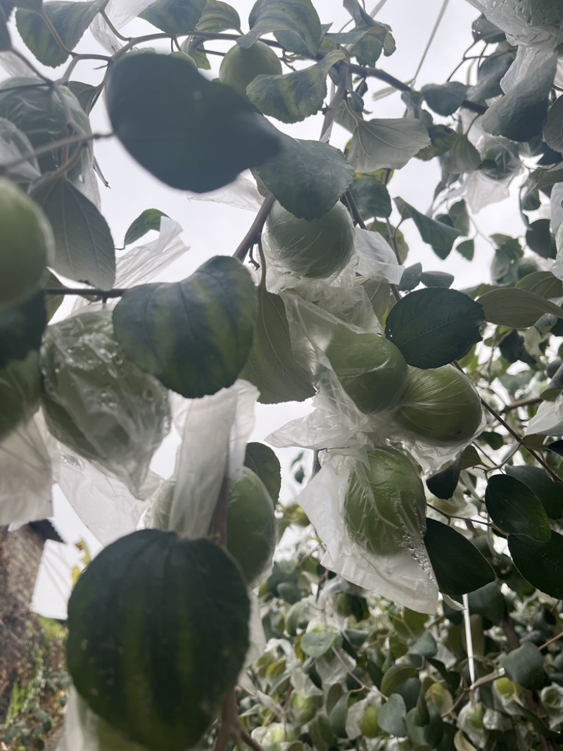 福建青枣牛奶枣台湾蜜枣雪梨脆蜜