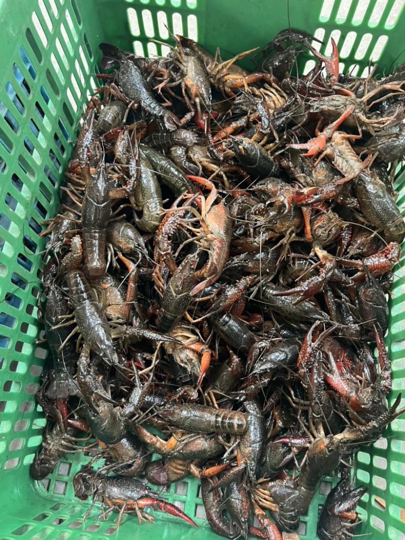 小龙虾