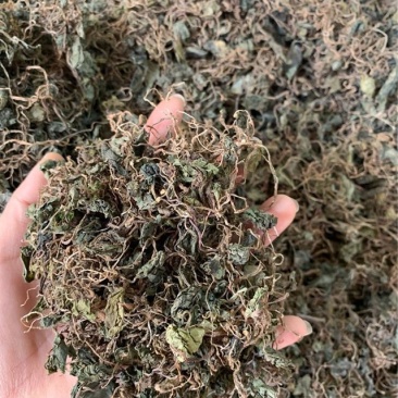 青天葵草1公斤独叶莲半边伞青天葵中药材初级农产品
