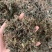 青天葵草1公斤独叶莲半边伞青天葵中药材初级农产品