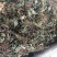 青天葵草1公斤独叶莲半边伞青天葵中药材初级农产品