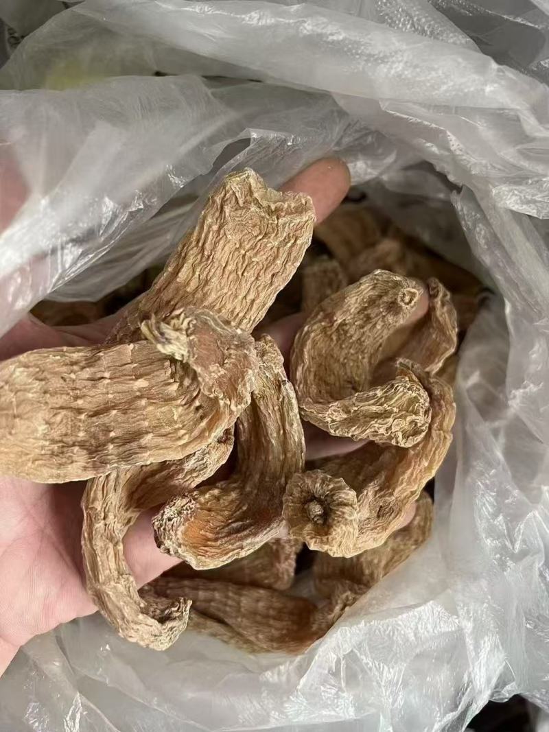 野生天麻大量货源保质保量欢迎电话联系