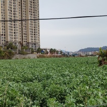 福建蚕豆，开始上市34粒米为主品质优良