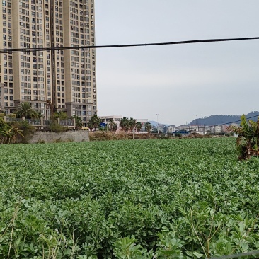 福建蚕豆，开始上市34粒米为主品质优良