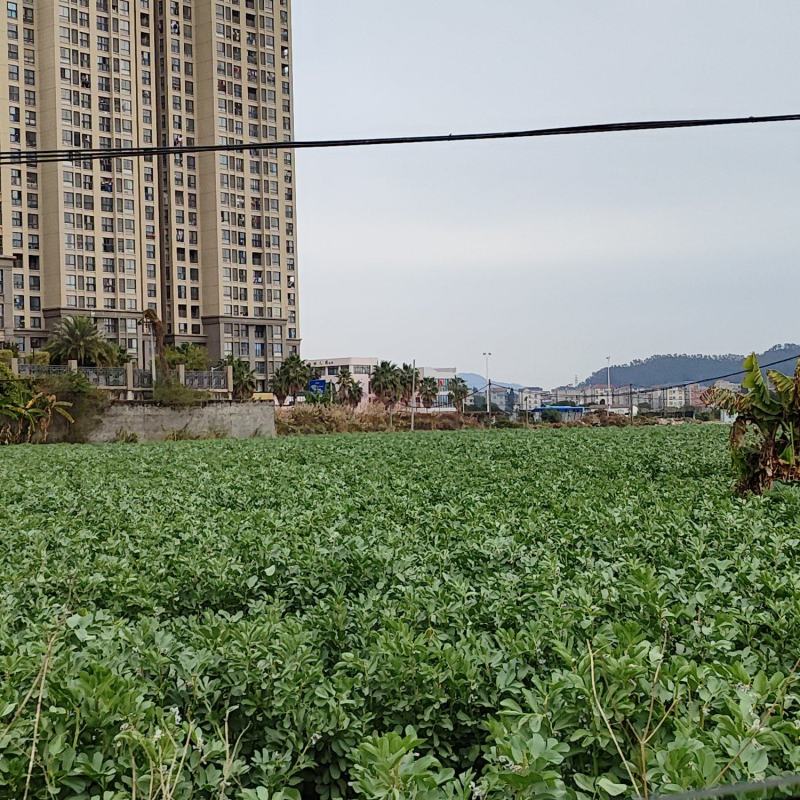 福建蚕豆，开始上市34粒米为主品质优良