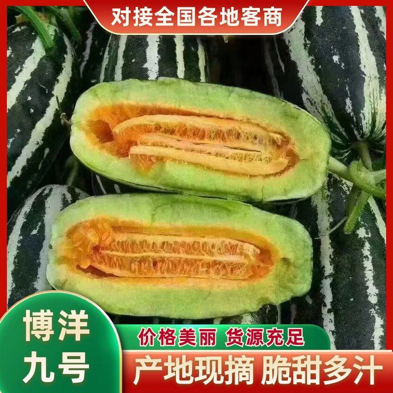 博洋九号精品基地直供产地现摘脆甜多汁可视频看货