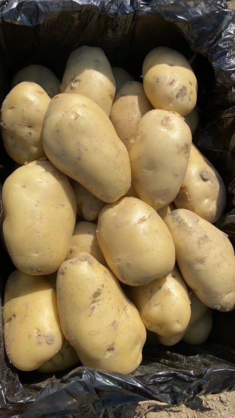 土豆