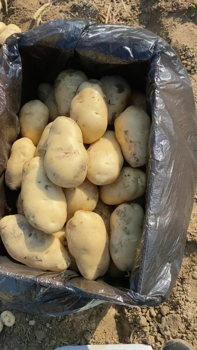 土豆