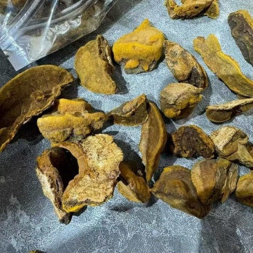 东北特产桑黄货源充足量大从优欢迎电话联系