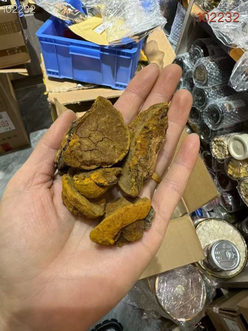 东北特产桑黄货源充足量大从优欢迎电话联系