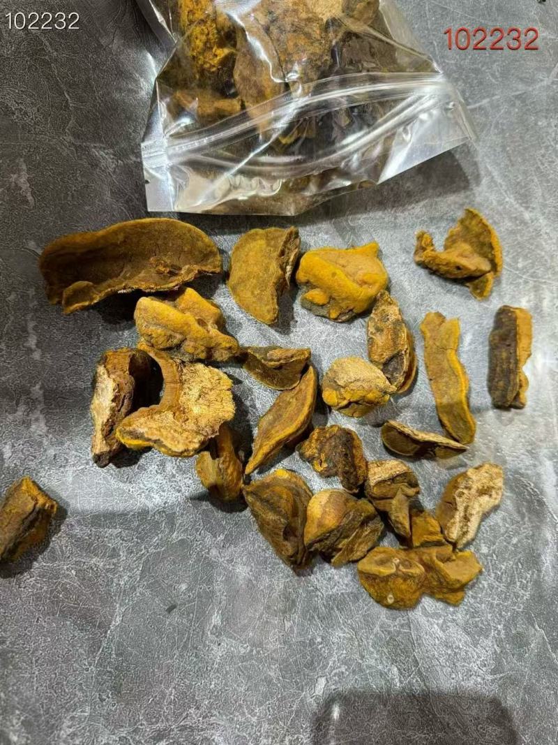 东北特产桑黄货源充足量大从优欢迎电话联系