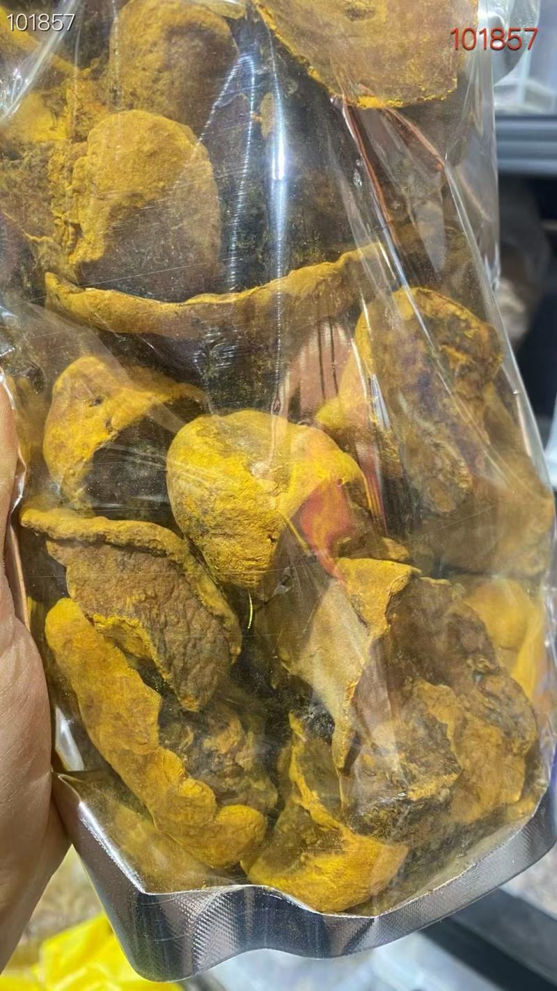 东北特产桑黄货源充足量大从优欢迎电话联系