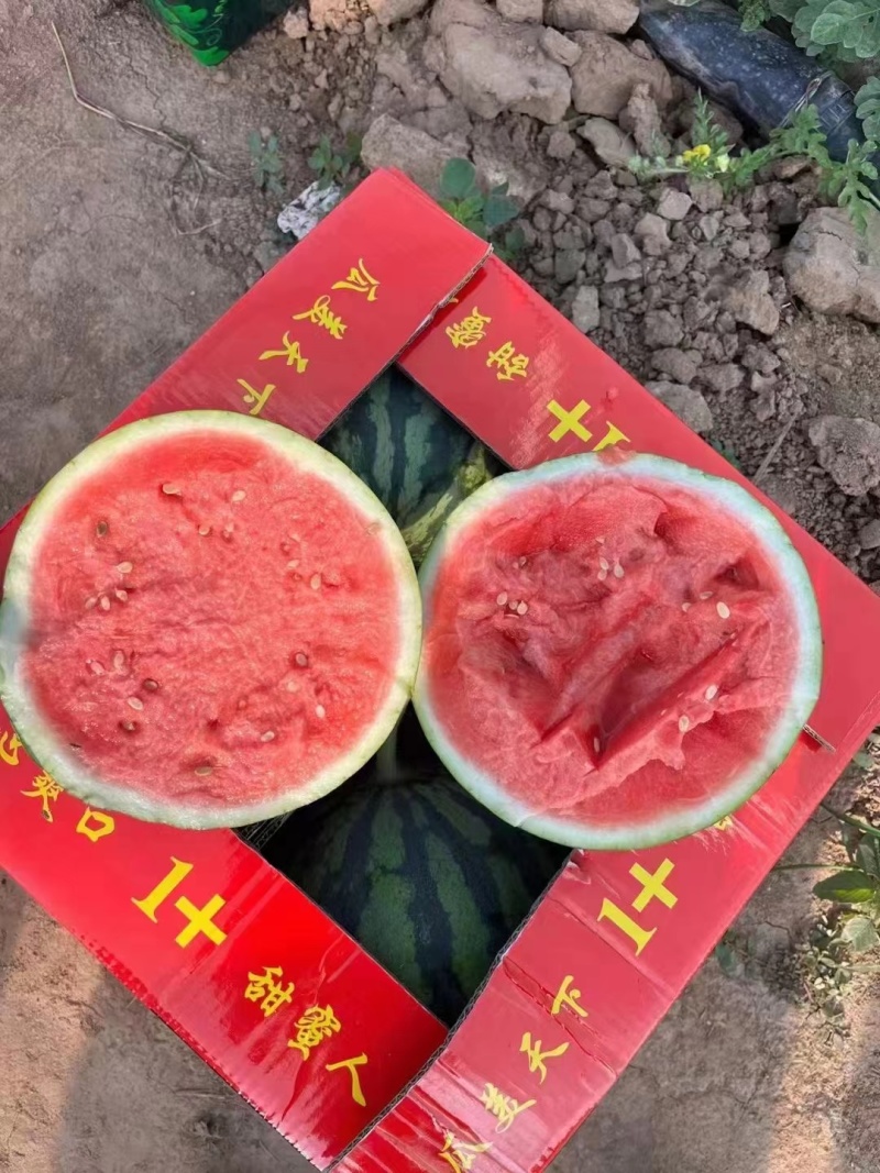 【强者711西瓜】美都头茬大红瓤美都西圆润甜度高价格