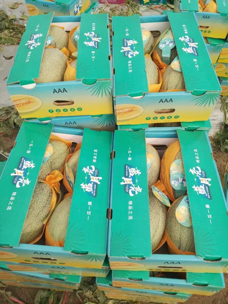 哈密瓜晓蜜哈密瓜海南发货量大从优