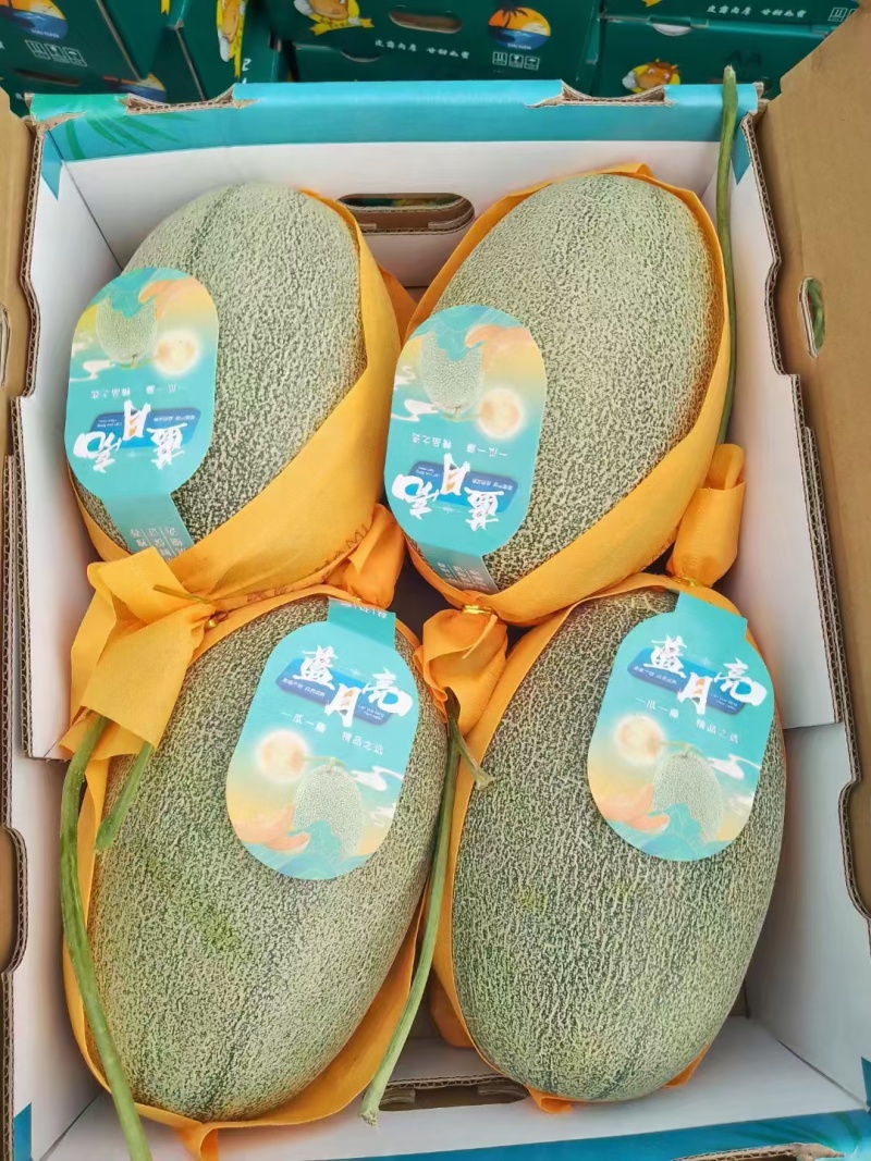 哈密瓜晓蜜哈密瓜海南发货量大从优